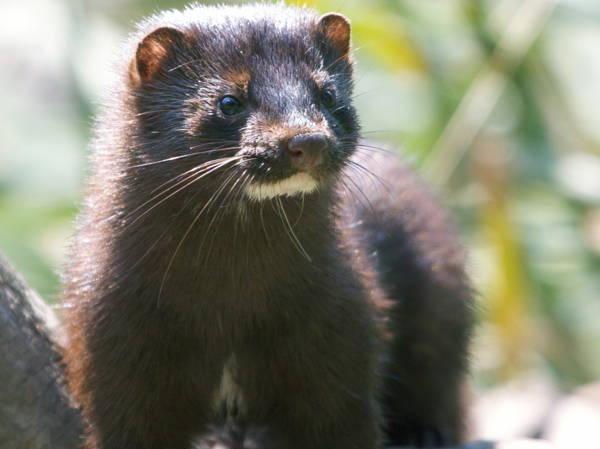 B.C. mink farms' challenge to government ban dismissed in court