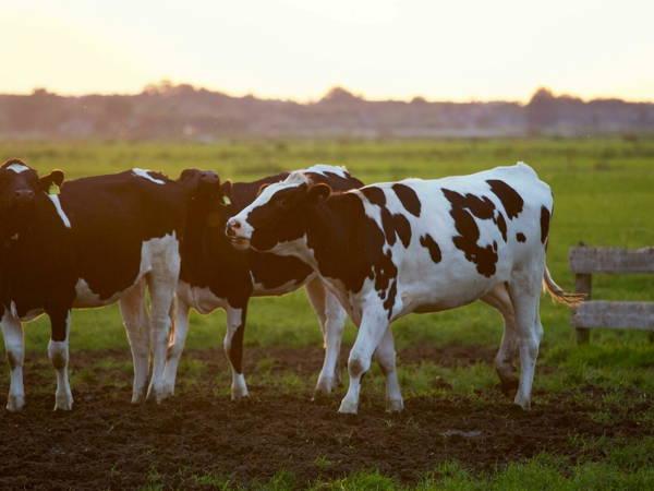 Restrictions imposed after case of mad cow disease detected on farm