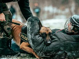 Kansas enacts increased penalties for killing, injuring police animals after Kelly veto