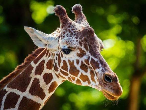 Giraffe lifts up toddler into the air during Texas safari drive-thru