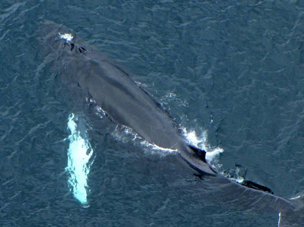 Pacific Indigenous leaders have a new plan to protect whales. Treat them as people