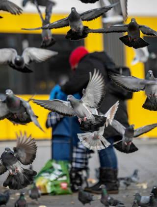 German town votes to kill all its pigeons in unusual referendum