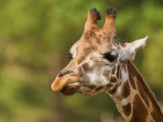 Two-year-old giraffe dies at Toronto Zoo while under general anesthesia