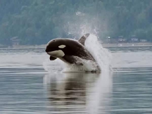 Can B.C.'s southern resident orcas be taken off the path to extinction?