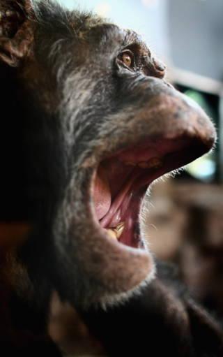 Edinburgh Zoo chimpanzee dies after suffering severe injuries in troop fight
