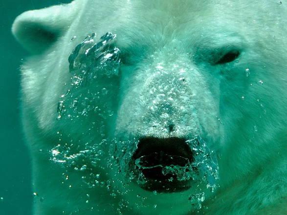 Polar bear at Calgary Zoo died by drowning following 'crushing' injury