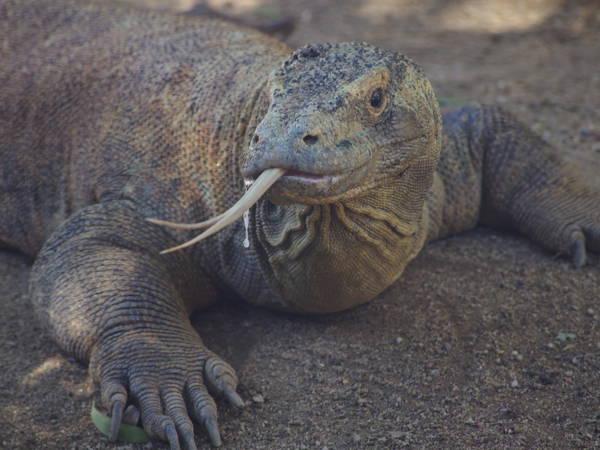 Komodo dragons have teeth coated in iron to kill prey, study finds