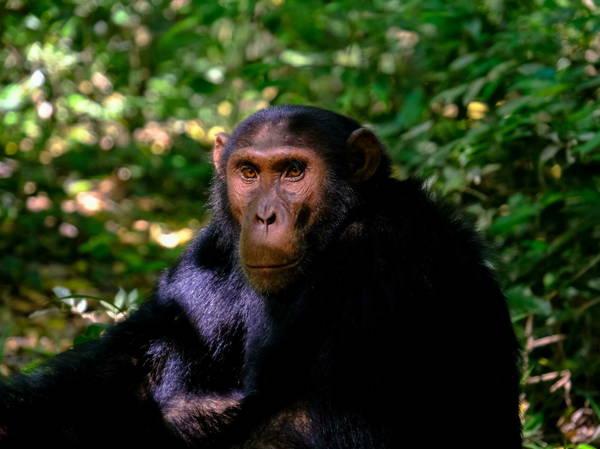 Chimpanzees gesture back and forth quickly like in human conversations, researchers find