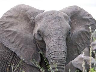 Spanish tourist trampled to death by elephants in South Africa