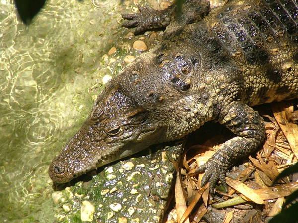 106 rare crocodile eggs are found in Cambodia, the biggest such discovery in 20 years