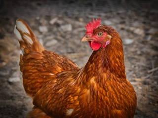 Guinness World Record for intelligent B.C. chicken Lacey