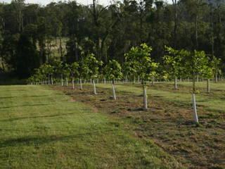 Pongamia trees grow where citrus once flourished, offering renewable energy and plant-based protein