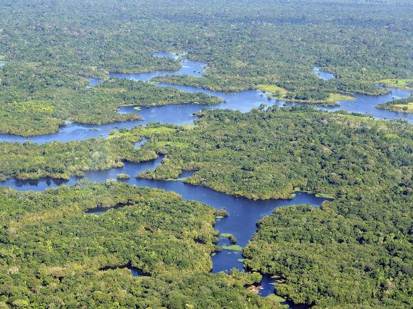 Judge in Brazil orders slaughterhouses to pay for Amazon reforestation