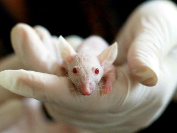 Scientists use food dye to render mouse skin transparent, show beneath