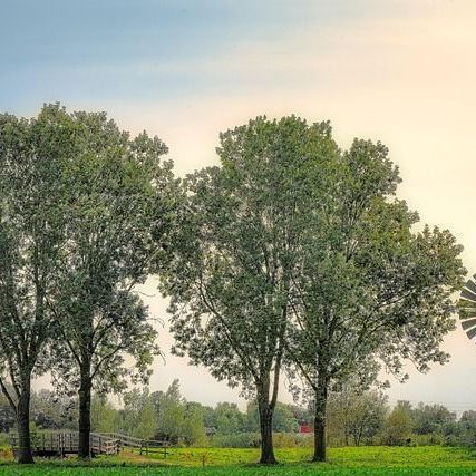 A blaze erupts in the forests of Abbottabad.