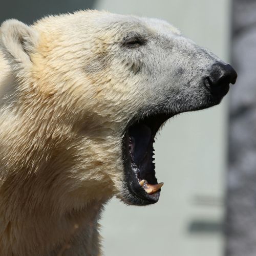 Karlsruhe polar bear baby Mika can now be admired by the zoo visitors