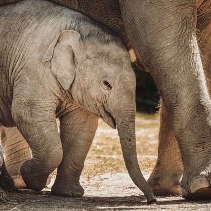 Botswana donates elephants to Angola