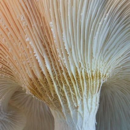 How different mushrooms learned the same psychedelic trick