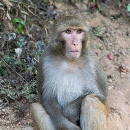 Daily on Energy, presented by TC Energy: A new nuclear regulator, mining CEOs testify, and endangered species