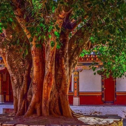 IPS Transfers in Telangana Announced Including Key Hyderabad Postings