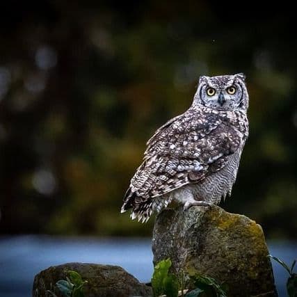 Shark Fin Spotted Off UK Coast Prompting Fears 'Great White' Is Nearby