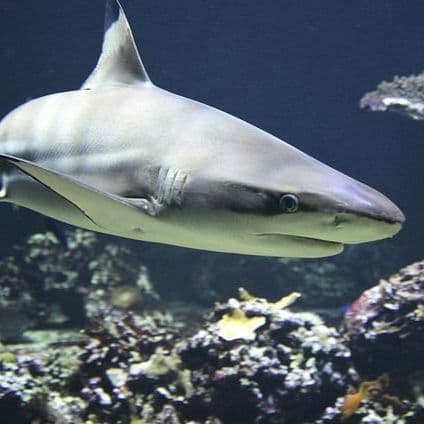 Second Reported Shark Bite on Hilton Head Island in One Week