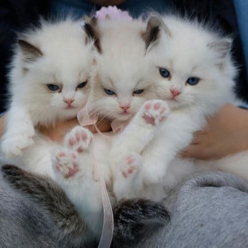 UPDATE: County prosecutor explains why charges against 3 local men who put cats into trash compactor have been dropped