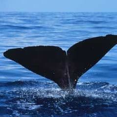 Discovery: How Whales & Dolphins Use Sound