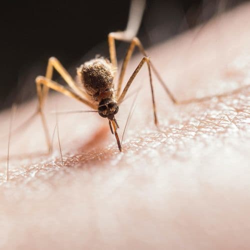 Hawaii’s Drone Mission to Save Endangered Birds by Dropping Mosquitoes - One Green Planet