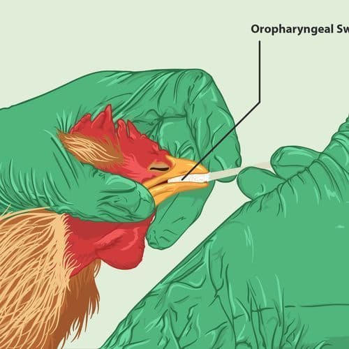 Do Not Touch Sick or Dead Wild Animals - THL Reminds of the Risk of Bird Flu