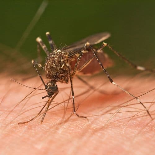 West Nile Virus Confirmed in East Knoxville. What Are the Symptoms? What to Know About Treatment and How to Stay Healthy