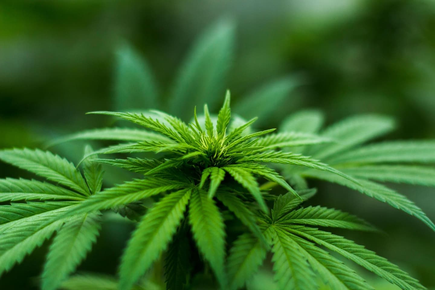 Legislation would allow VA doctors to talk to veteran patients about medicinal cannabis