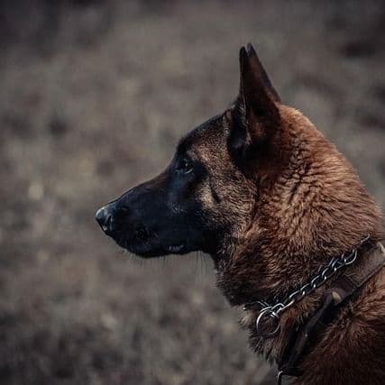 Dog dies suddenly after common mistake – now all dog owners being warned about hidden danger