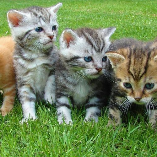 Mark Enix + Kylie’s Kittens + Imani Shu’la + KCSO Deputy Swanger - Knox TN Today