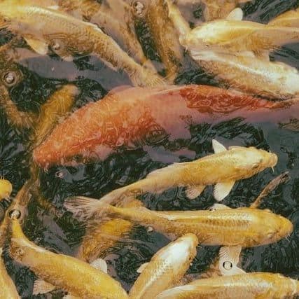 Don’t Applaud a Fish that Swims ‒ Absentee Voting Is Long Overdue