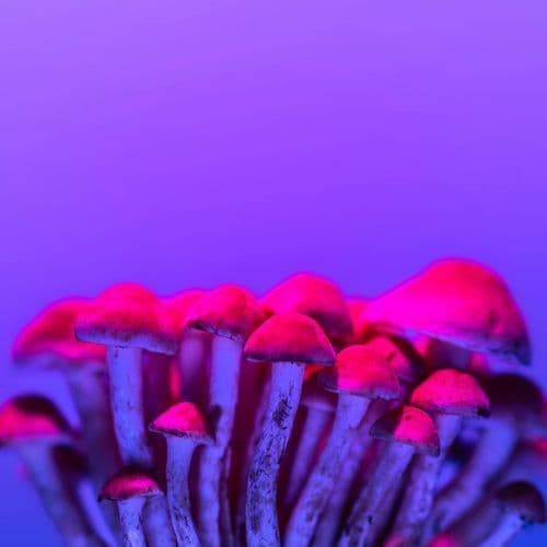 ‘Kerala man bought papers online, made LSD blots in Goa’