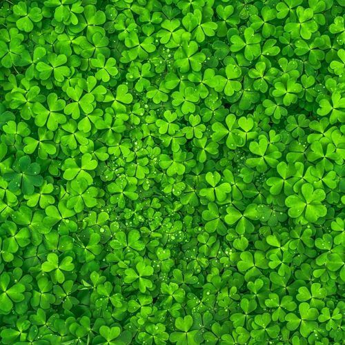 St. Patrick's Day festivities planned for Sindorim, Itaewon