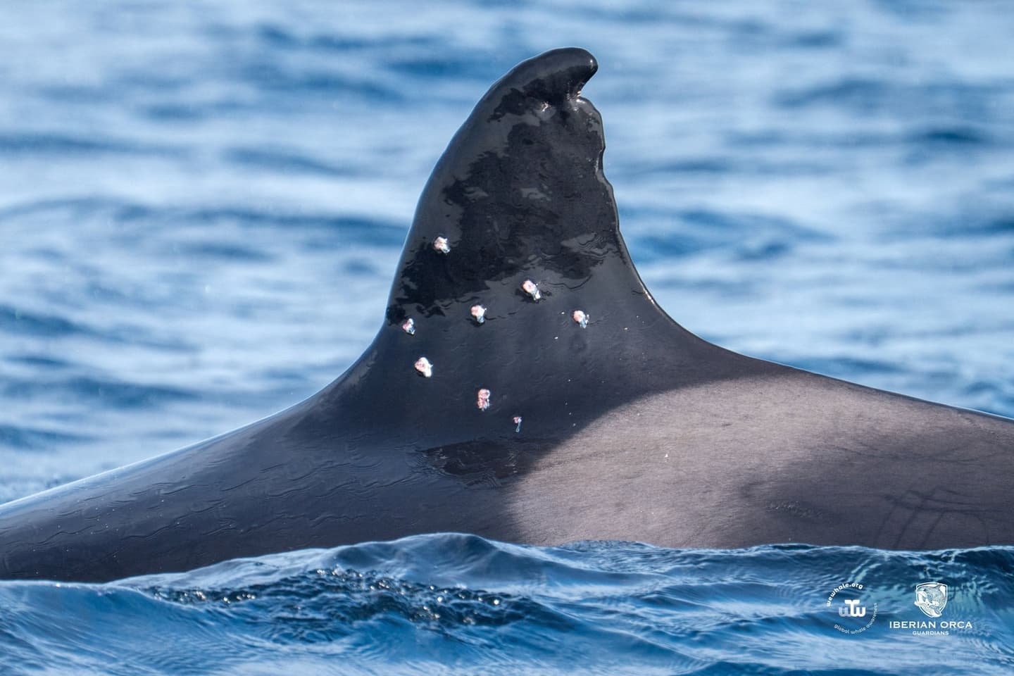 WeWhale & Iberian Orca Guardians/Reuters
