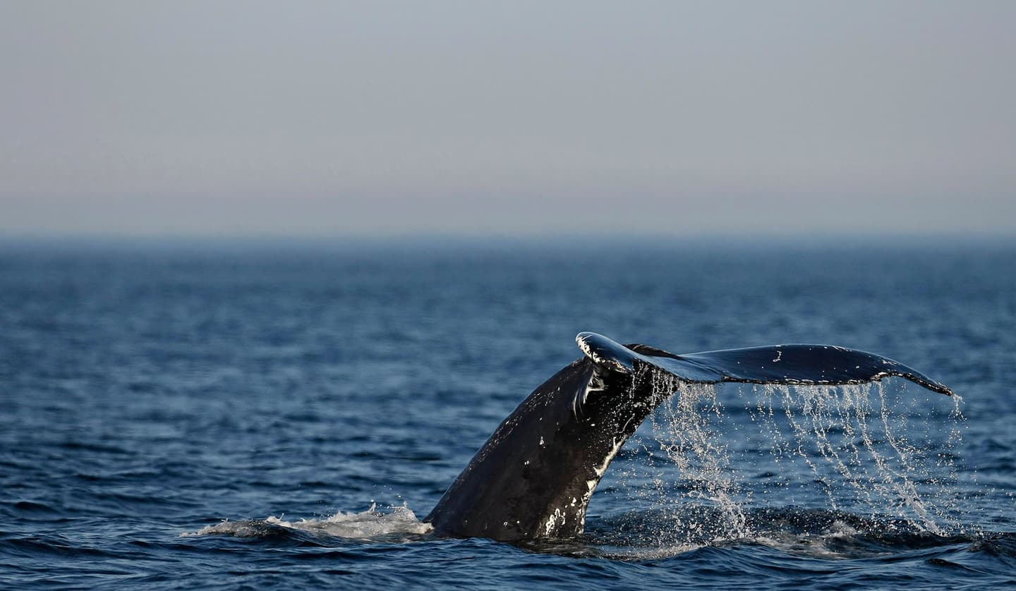 Mathieu Belanger/Reuters