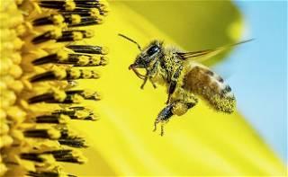 Loss of pollinators causing more than 400,000 early deaths a year: study
