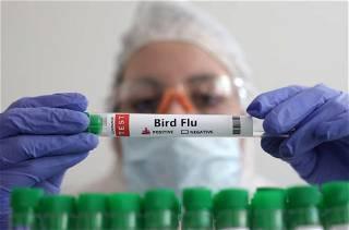 Cambodia reports 2nd human case of H5N1 bird flu