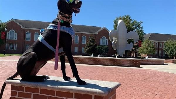 Louisiana student quits after she says school barred service dog for classroom incident