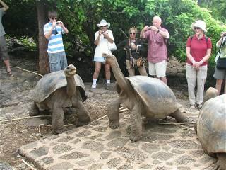 Endangered Galapagos tortoises suffer from human waste: Study