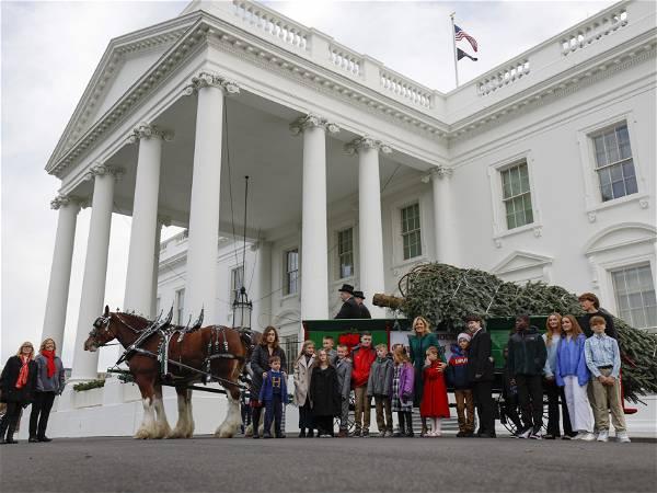 White House Christmas tree winched back into place after being blown over by high winds