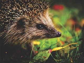 Five new species of hedgehogs discovered in South East Asia