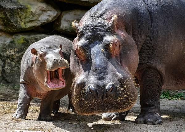 Removing Colombian druglord's hippos to cost $3.5 mn