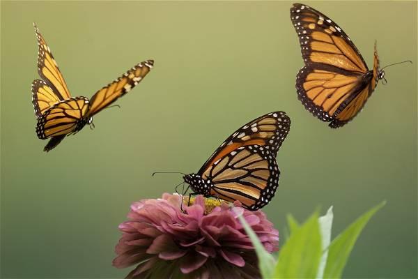 Number of monarch butterflies wintering in Mexico drops 22%