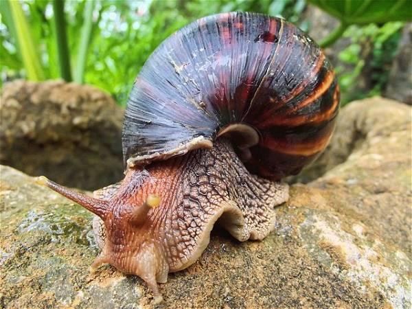 6 live Giant African Snails discovered in suitcase at Detroit airport