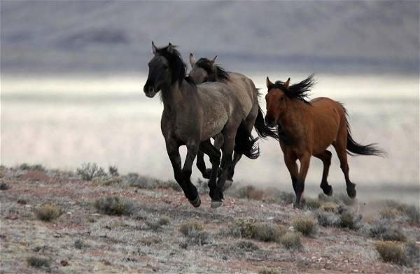 Native Americans used horses far earlier than historians had believed
