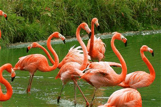 Flamingos form friendship groups based on their personalities, study suggests